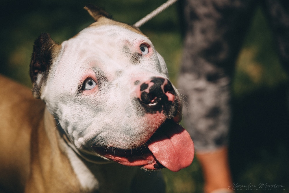 Blue-eyed - My, Dog, Friend of human, Pet, Pitbull, , Longpost, Pets