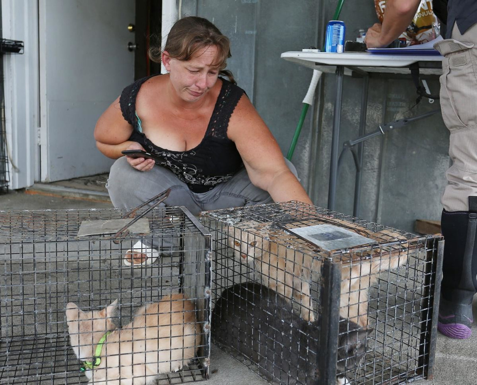 Animal rights activist arrested for saving 27 animals during floods - Hurricane, , Arrest, License, The rescue, Longpost