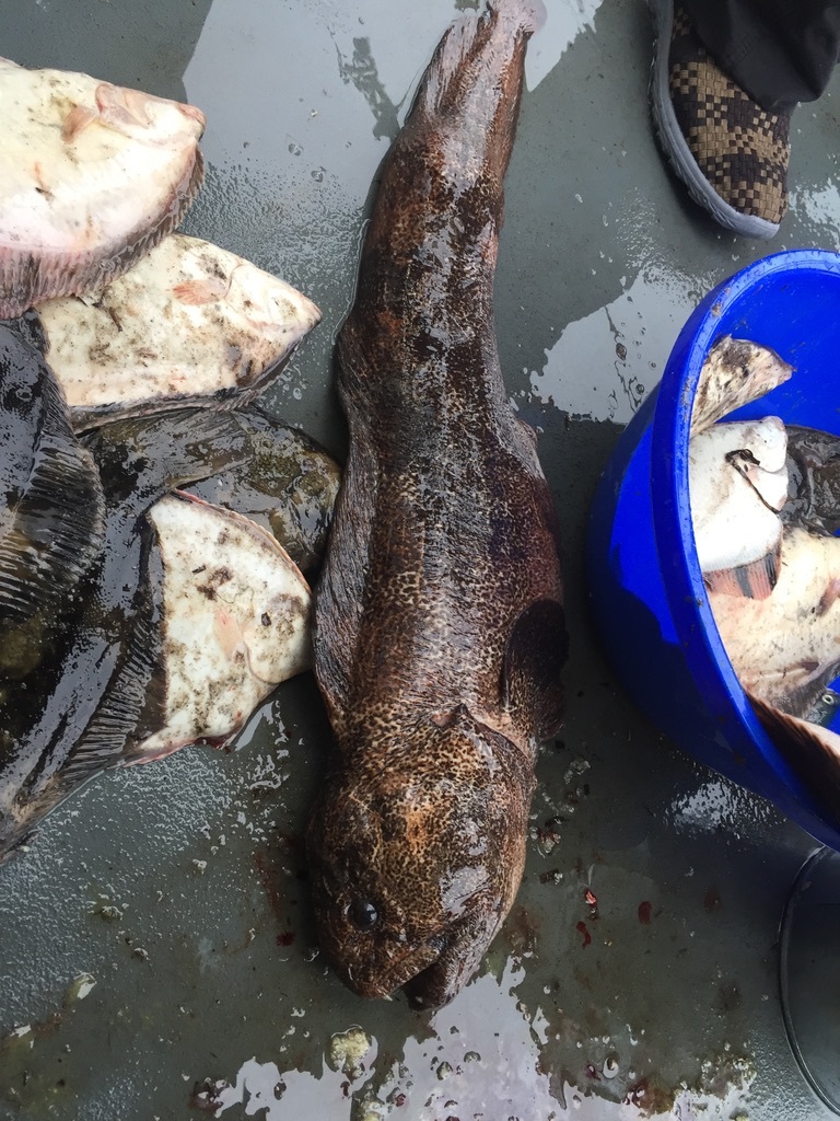 How it is to work as a cook on the river. Part 3. Our catch in the Far East. - My, Fishing, Work, Navigation, Cook, Cook, A fish, Longpost