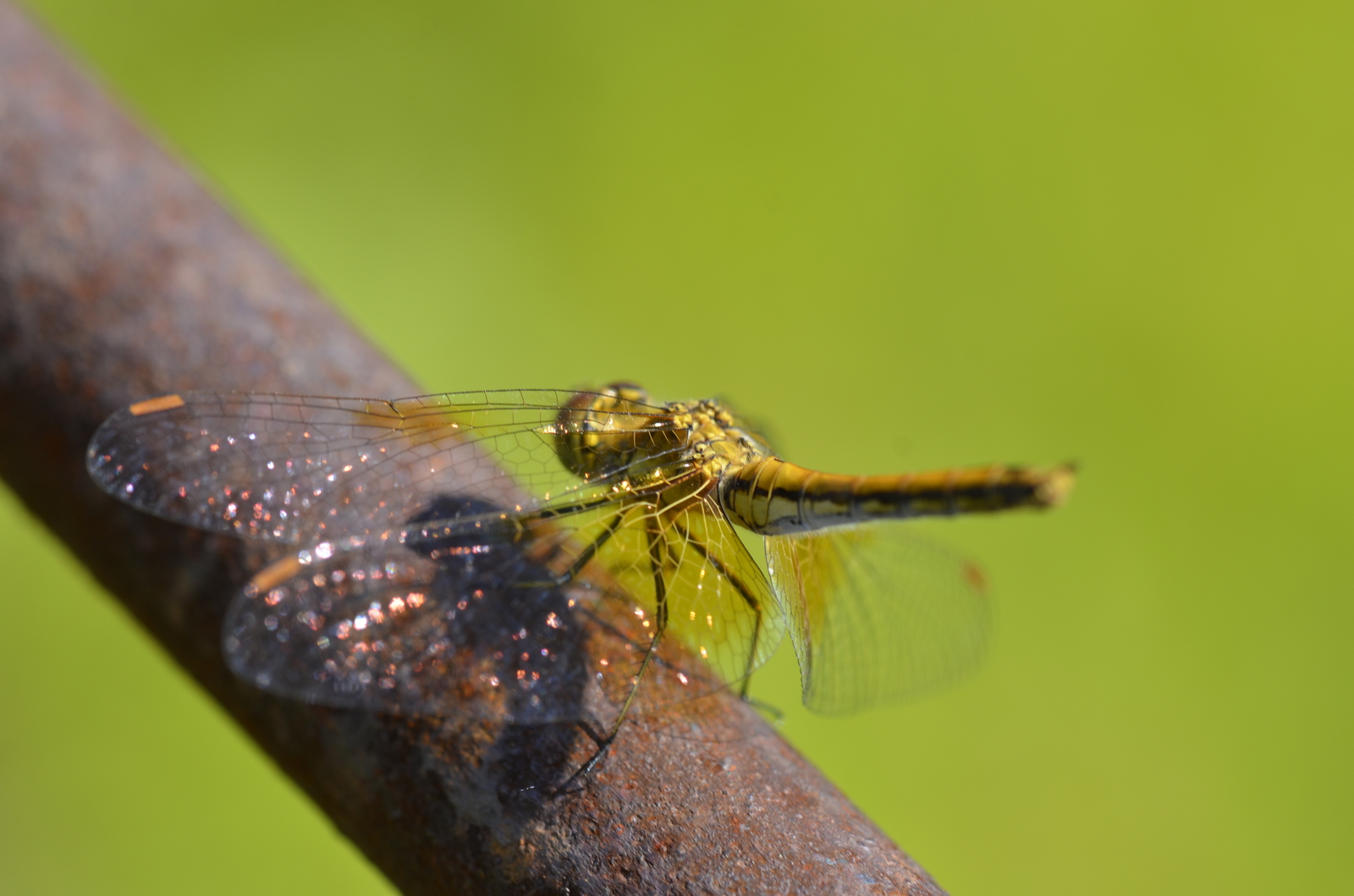 Dragonfly - My, Dragonfly, The photo, Insects, Macro photography, Light