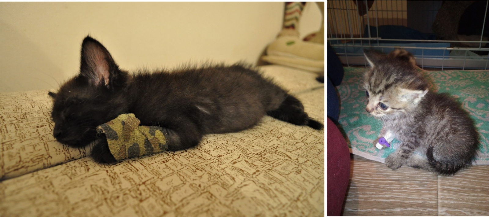 Shelter animals before and after part 2 - My, Animal shelter, cat, Homeless, Chelyabinsk, Kittens, Sadness, Longpost