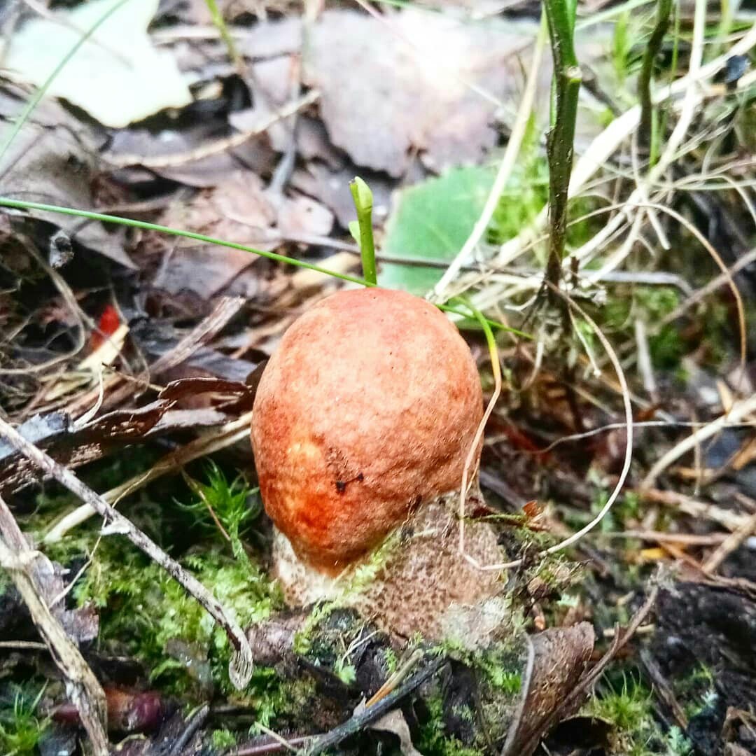 Mushrooms. - My, Mushrooms, My, Leningrad region, Longpost