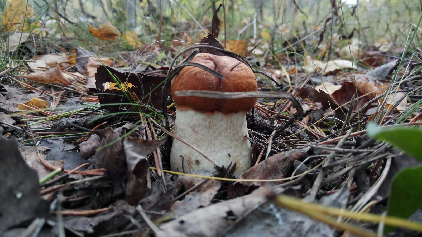 Mushrooms. - My, Mushrooms, My, Leningrad region, Longpost