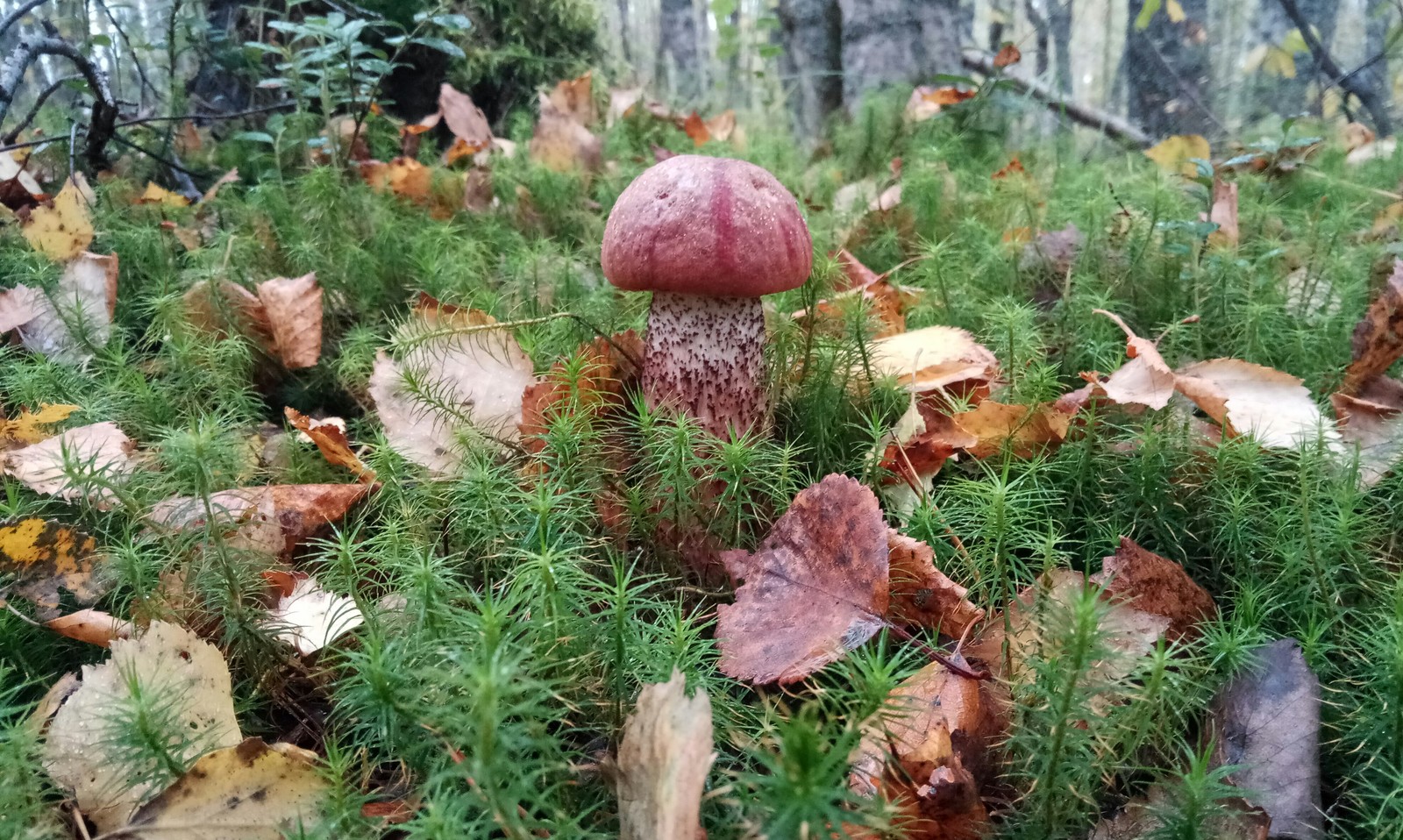 Mushrooms. - My, Mushrooms, My, Leningrad region, Longpost