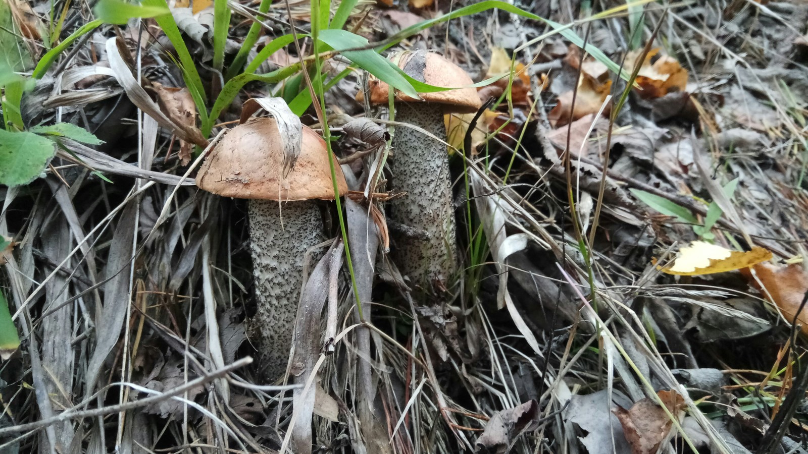 Mushrooms. - My, Mushrooms, My, Leningrad region, Longpost