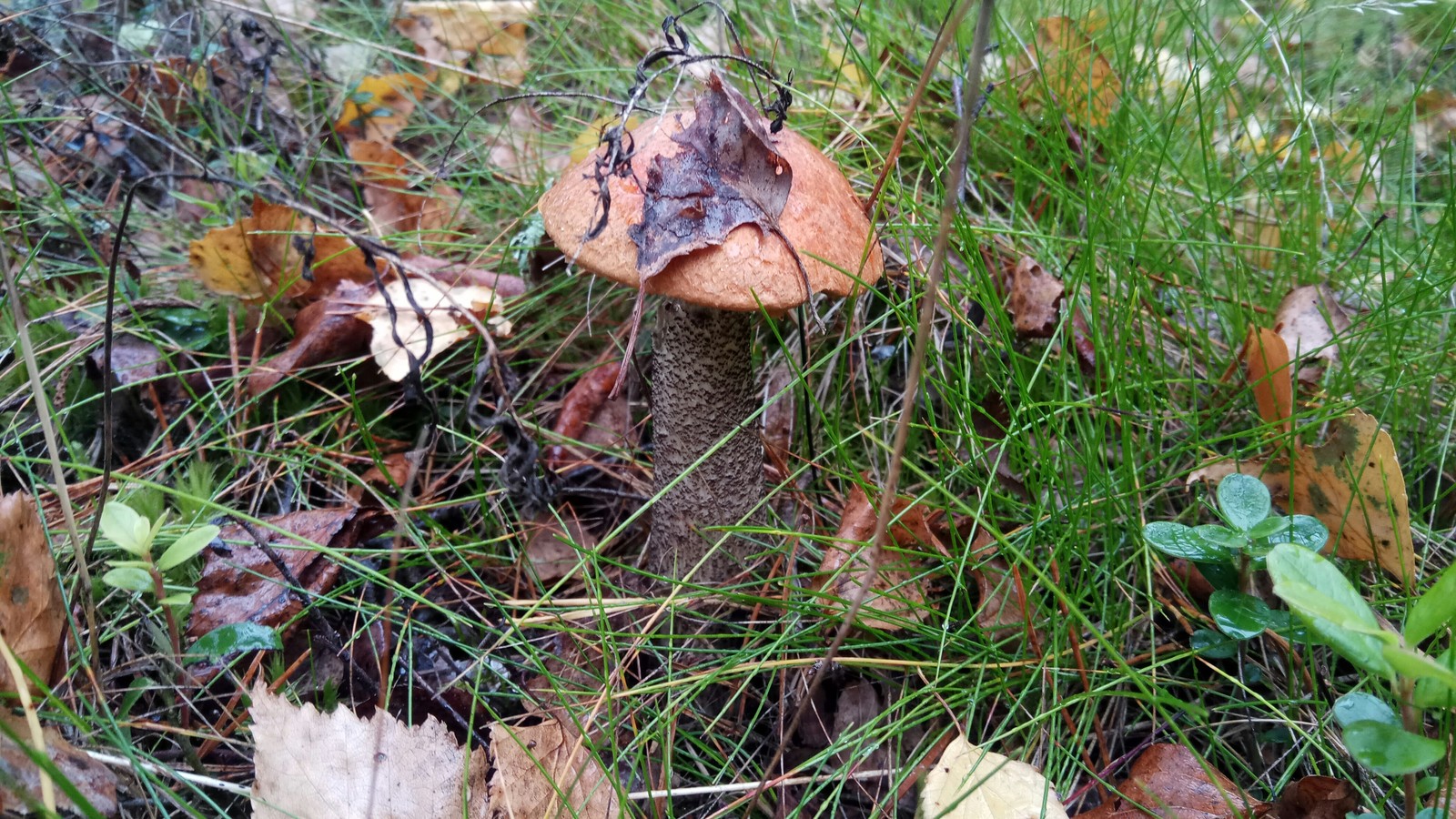 Mushrooms. - My, Mushrooms, My, Leningrad region, Longpost