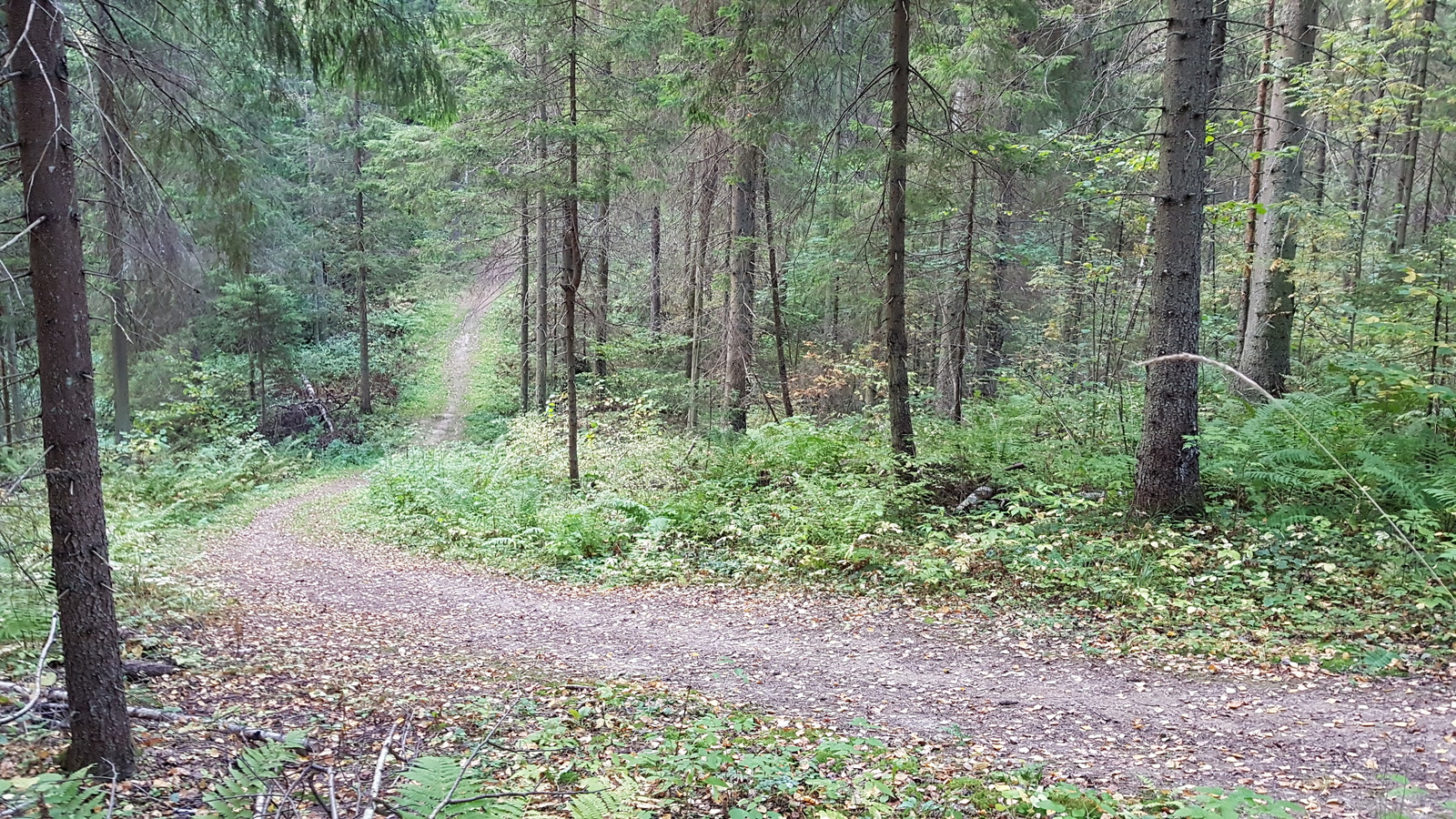 I looked into the Moscow region forest ... - My, , , , A bike, Nature, Forest, Weather, Longpost