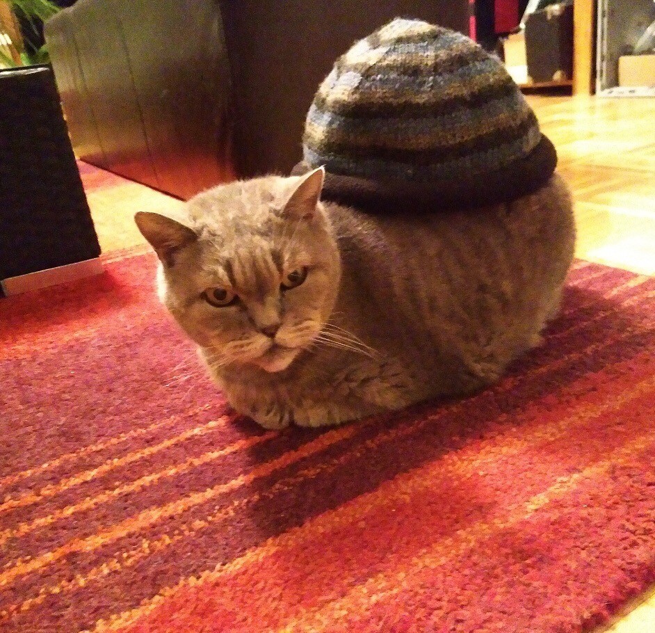 When you bought yourself a new hat for the cold weather, but you look like a plump snail in it - cat, Cap, From the network, Snail