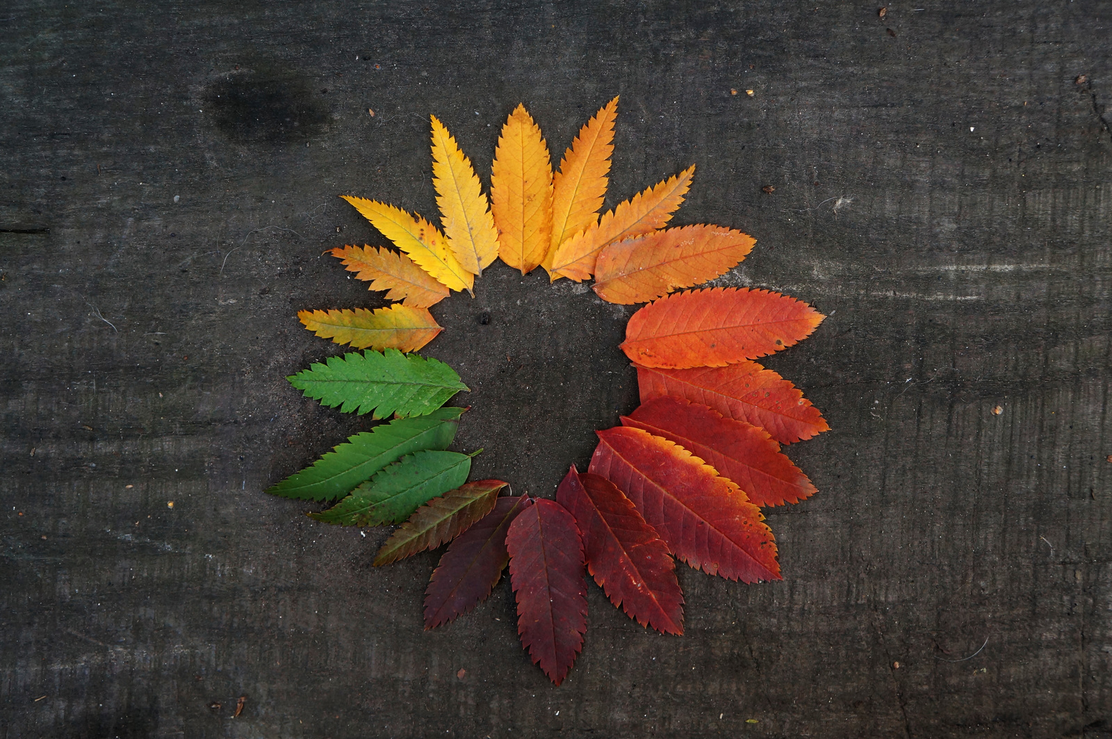 rowan rainbow - My, The photo, Autumn, Leaves, Rowan