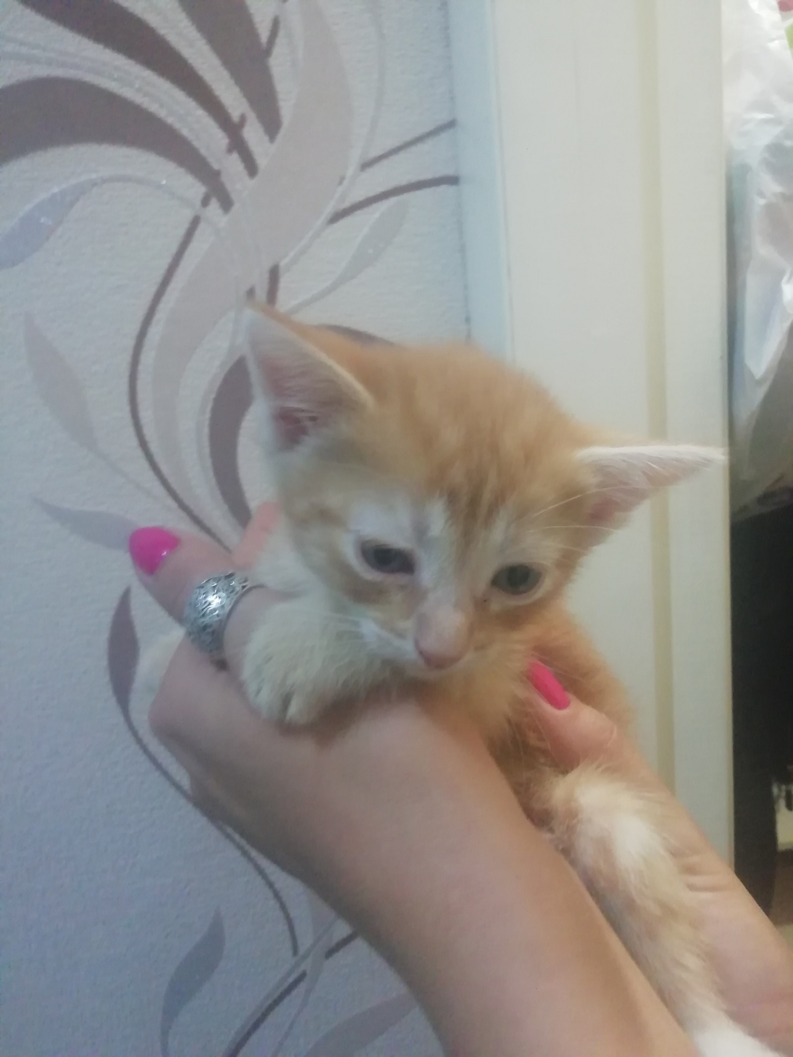 Urgently. - Is free, cat, Kittens, I will give, In good hands, Longpost, Penza, No rating