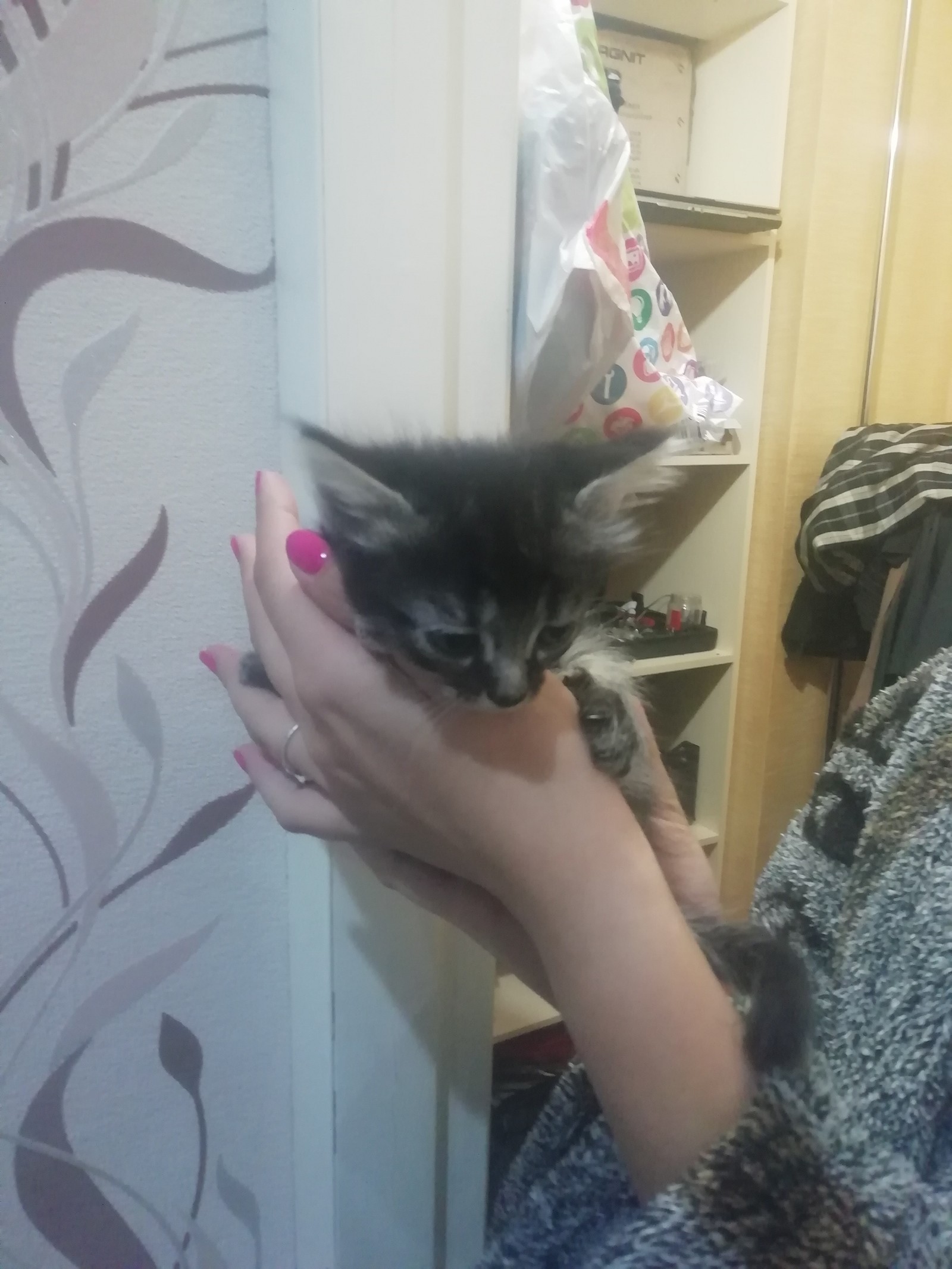 Urgently. - Is free, cat, Kittens, I will give, In good hands, Longpost, Penza, No rating