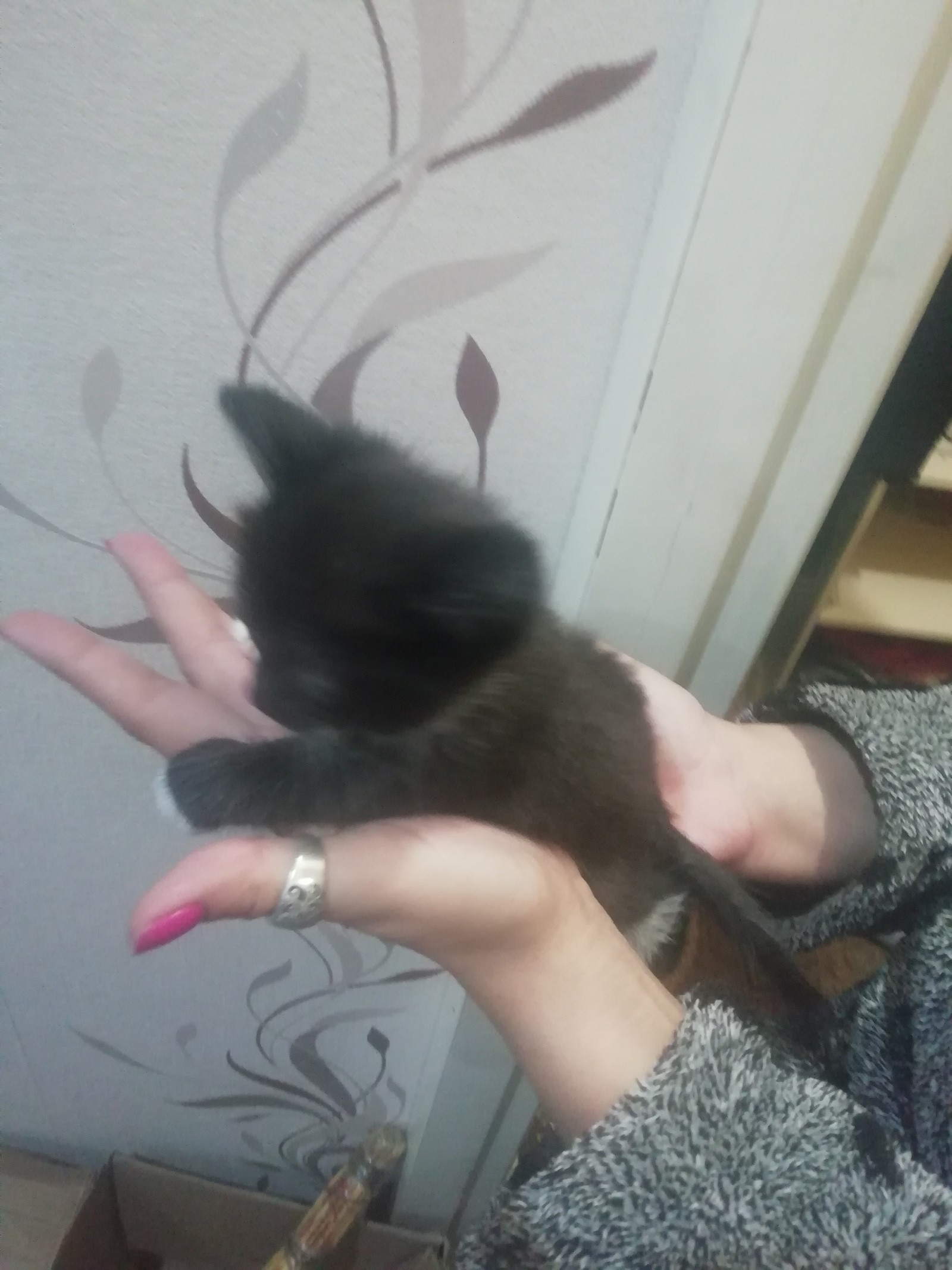 Urgently. - Is free, cat, Kittens, I will give, In good hands, Longpost, Penza, No rating