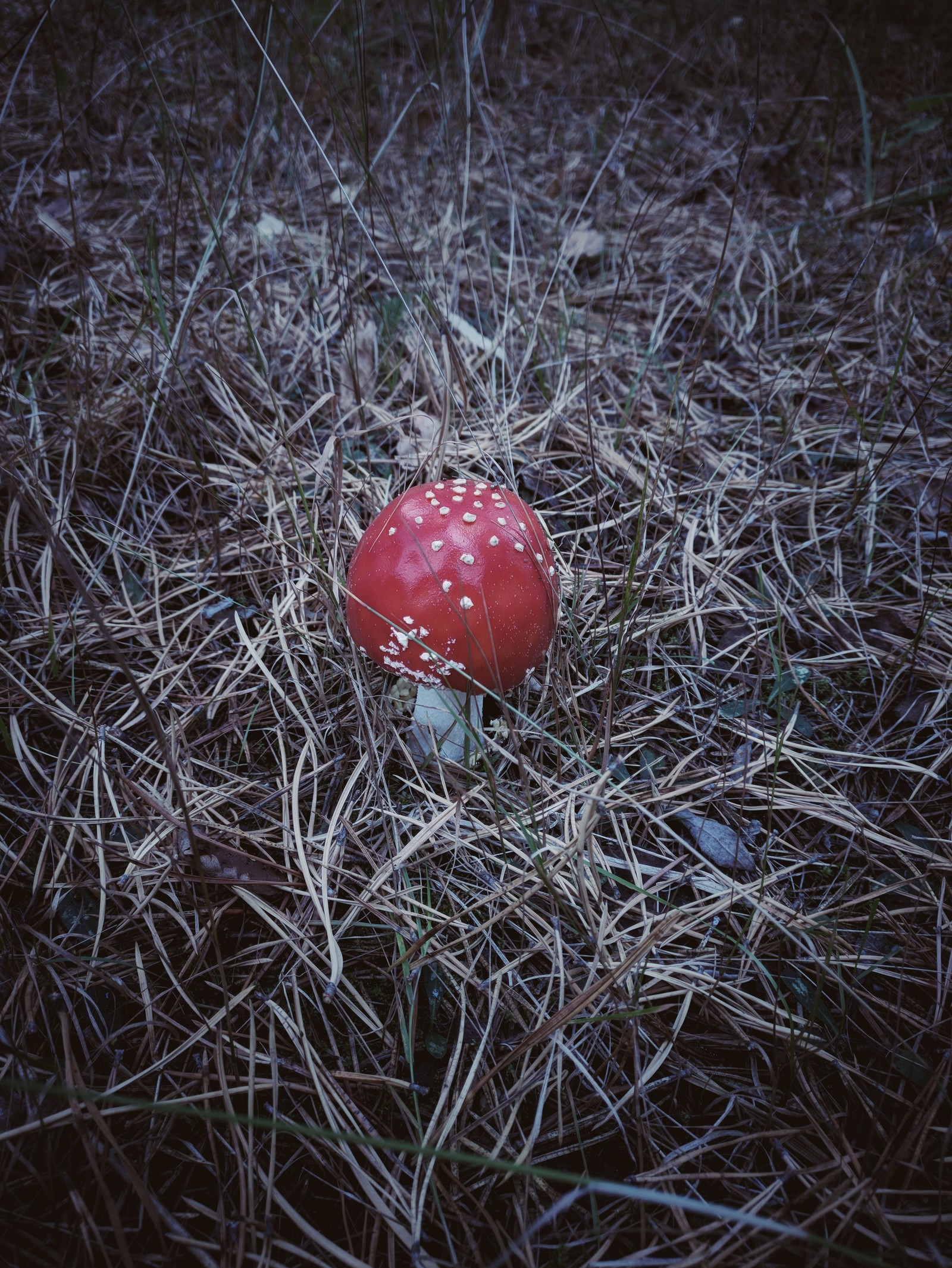 autumn silence - My, Forest, Autumn, Walk, Walk in the woods, Mood, Longpost, Oneplus 3t