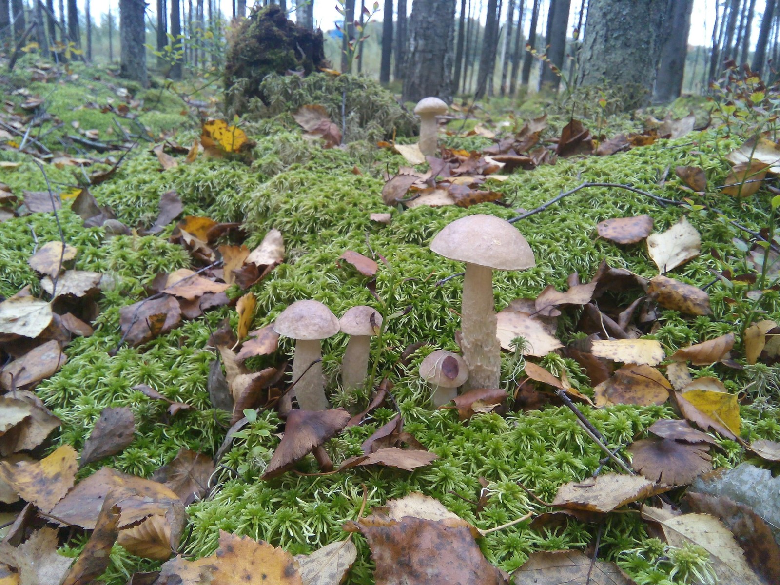 autumn family) - My, Mushrooms, Silent hunt