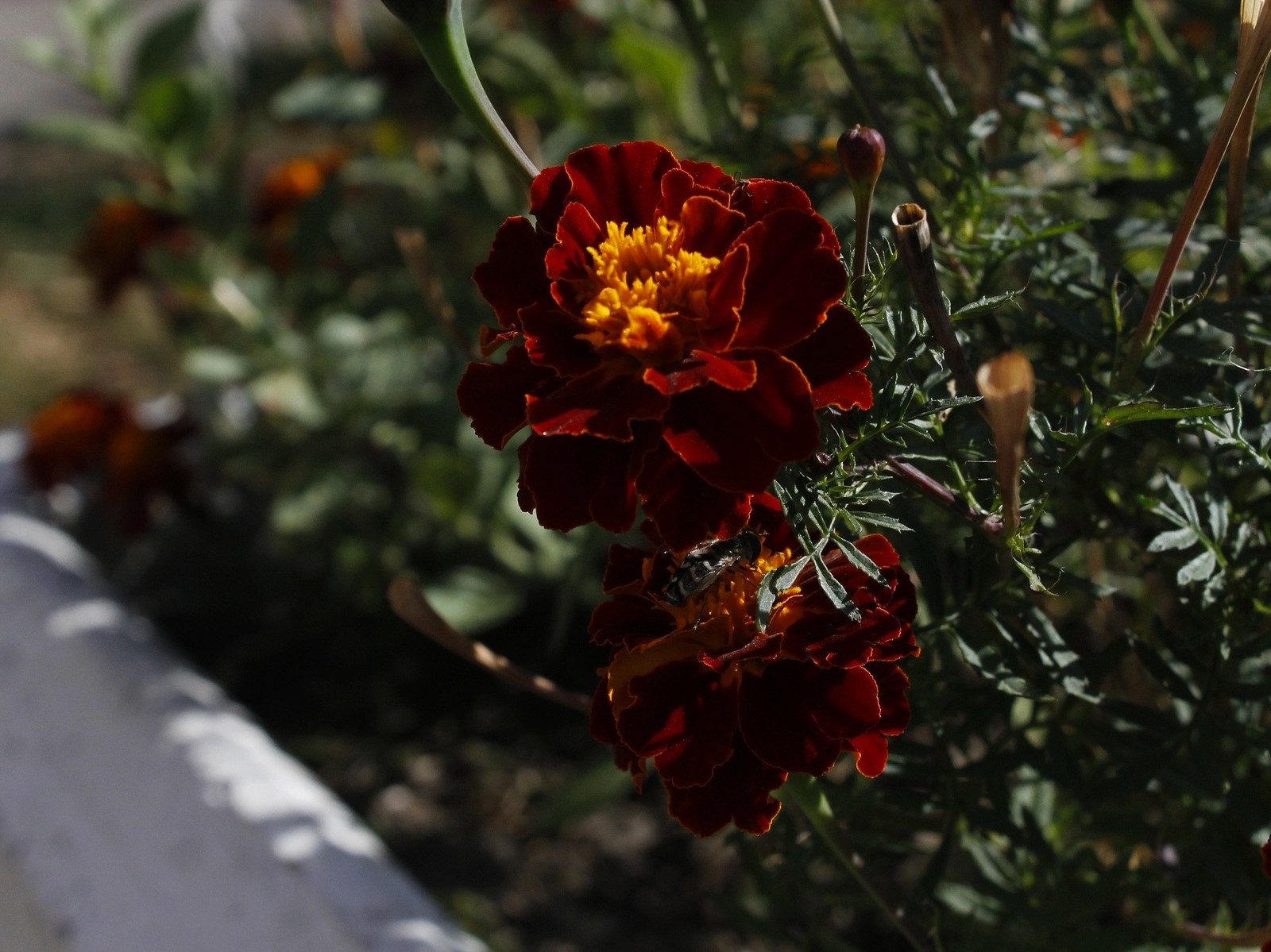 Learning to photograph - The photo, Flowers