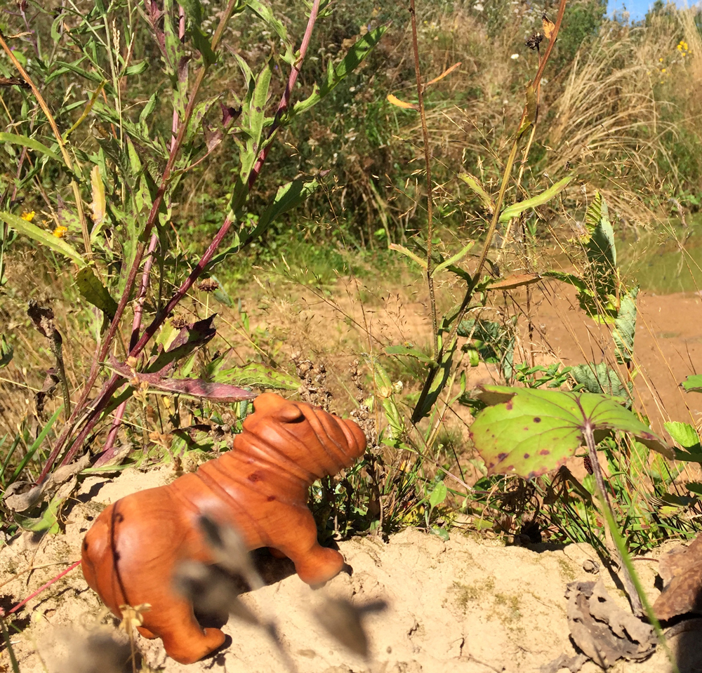 Alder English Bulldog. Wood carving, work No. 8. - My, Bulldog, Wood carving, Creation, Handmade, With your own hands, Tree, Sculpture, Needlework with process, Longpost