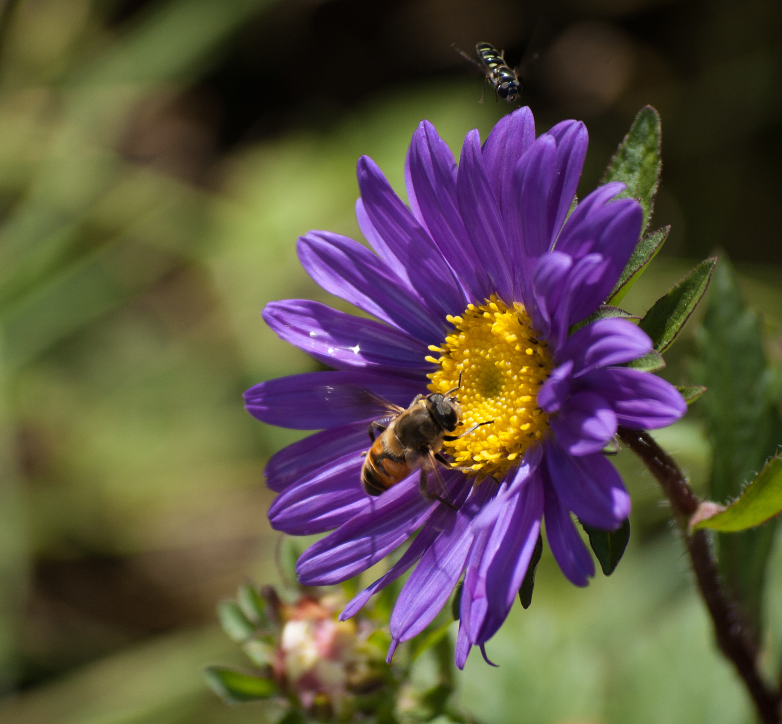 Leftovers are sweet - My, Bees, Flowers, The photo, Insects, Nikon D40, Nikkor, Longpost