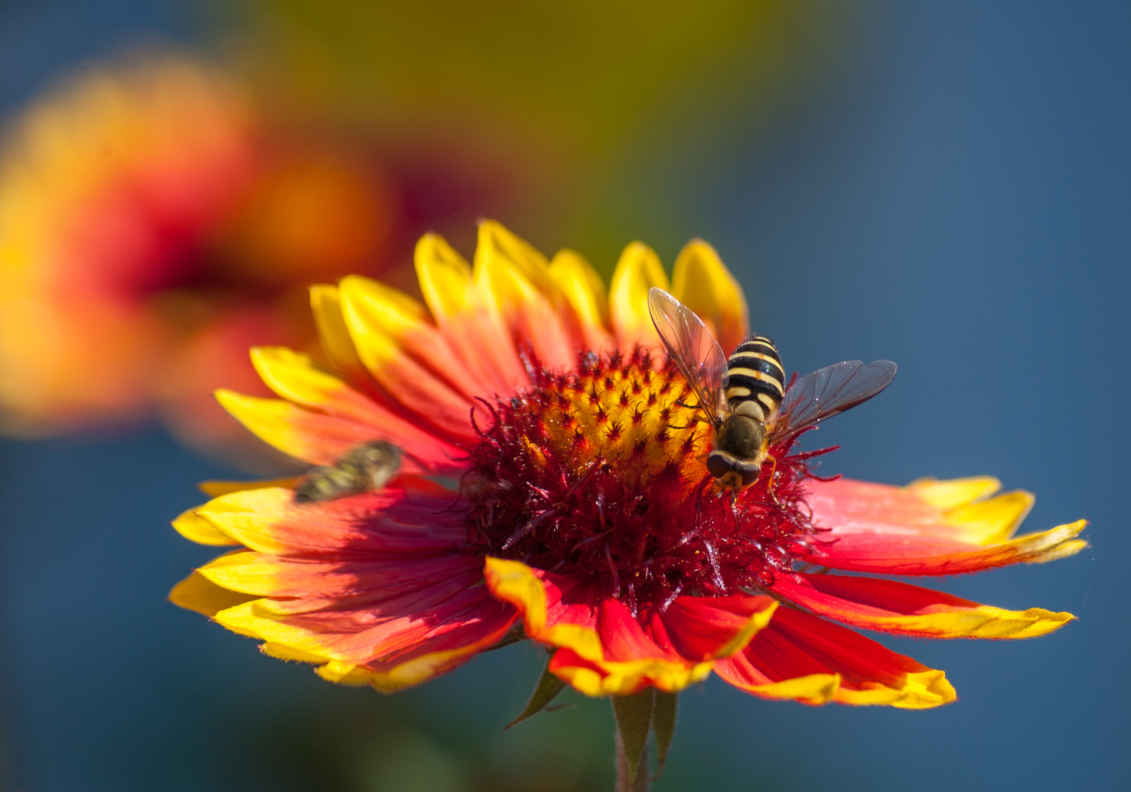 Leftovers are sweet - My, Bees, Flowers, The photo, Insects, Nikon D40, Nikkor, Longpost