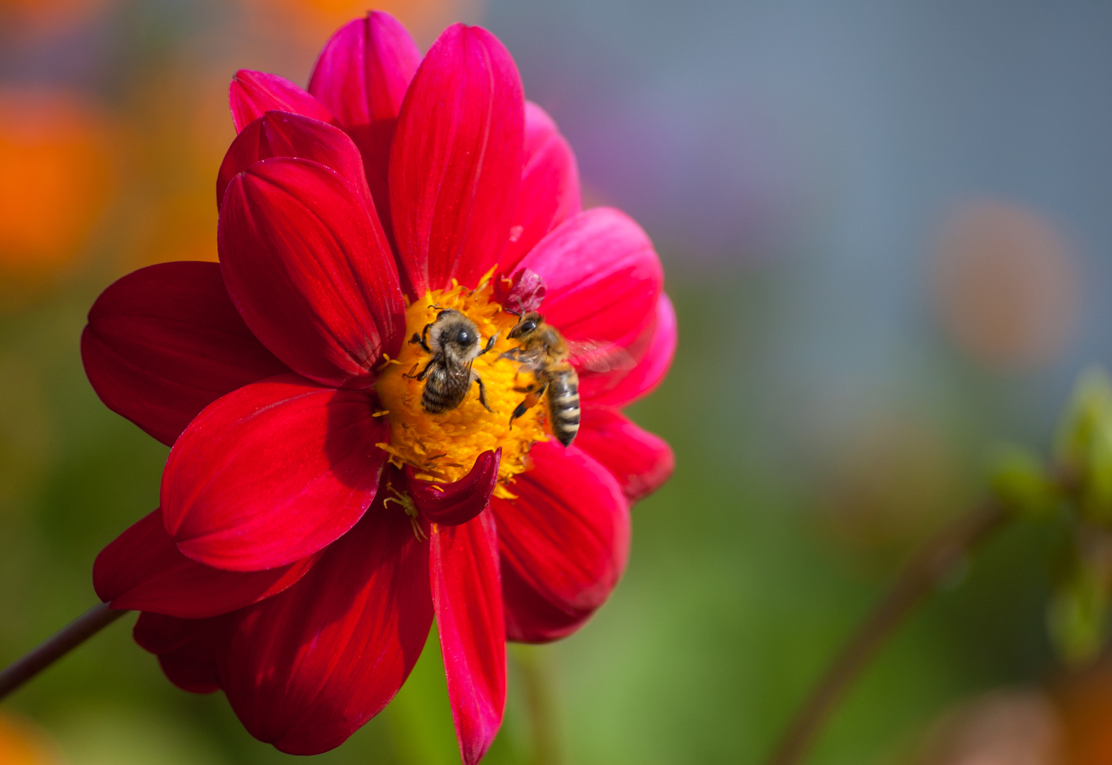 Leftovers are sweet - My, Bees, Flowers, The photo, Insects, Nikon D40, Nikkor, Longpost