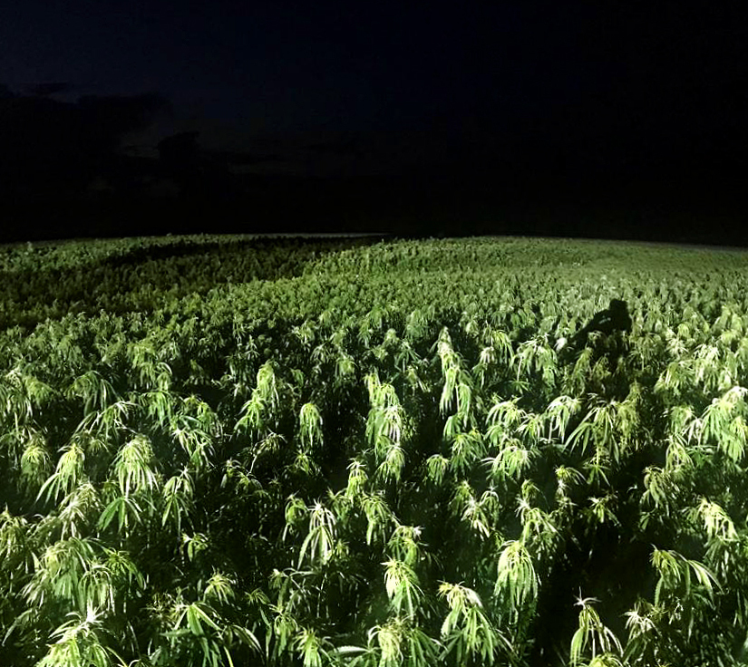 Как горело поле марихуаны пацан коноплей фото