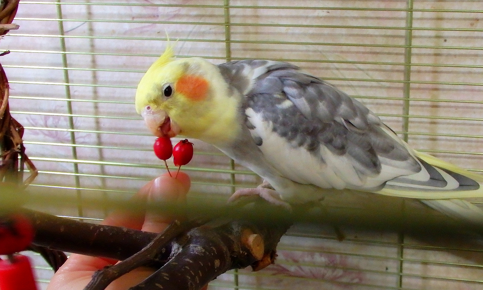 Crested lovers of hawthorn. - My, Birds, A parrot, Corella, , Berries, Nutrition, Longpost