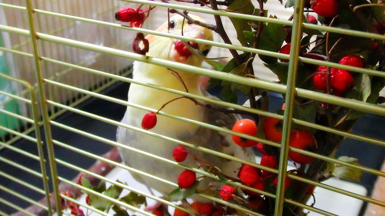 Crested lovers of hawthorn. - My, Birds, A parrot, Corella, , Berries, Nutrition, Longpost