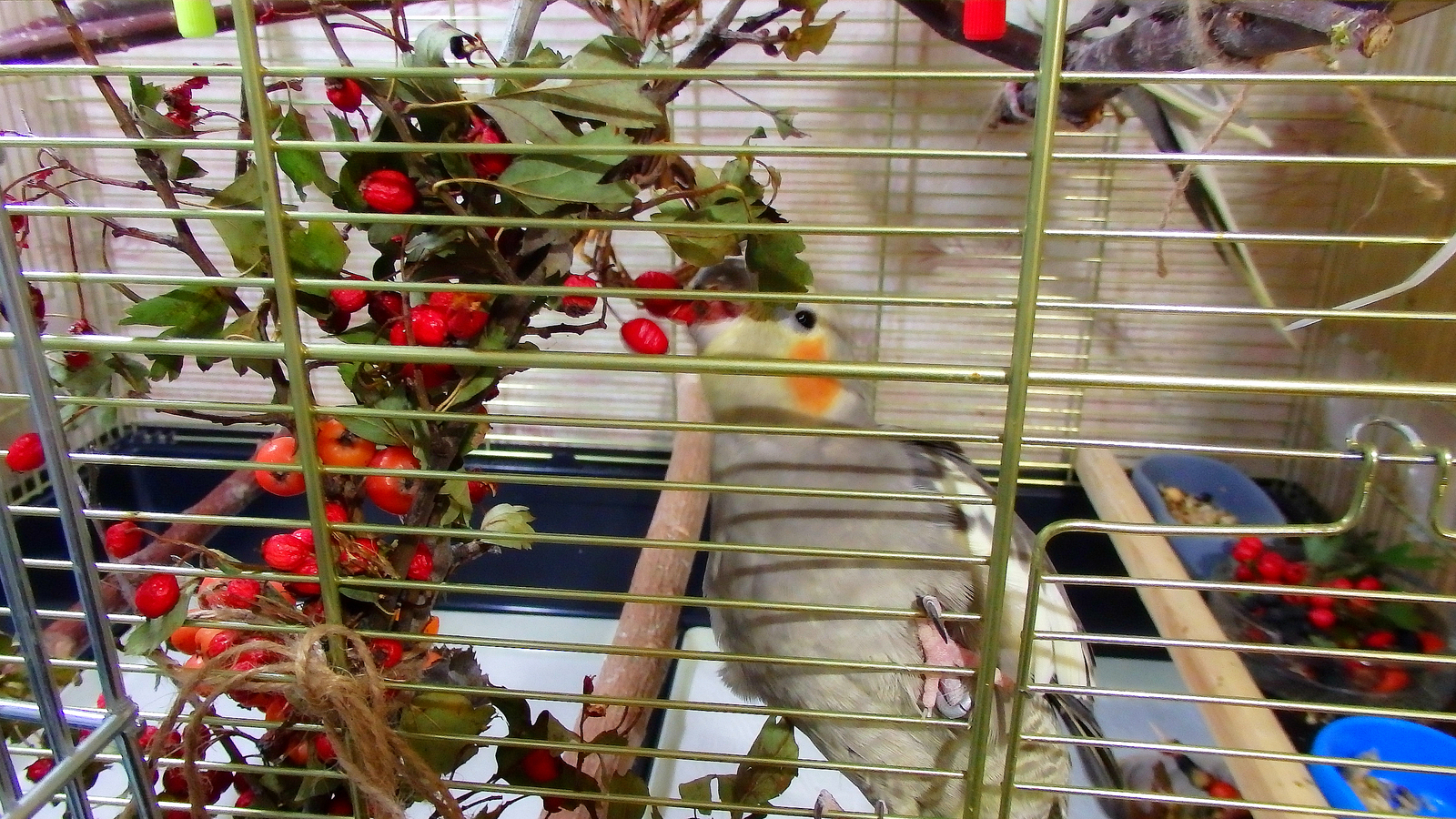 Crested lovers of hawthorn. - My, Birds, A parrot, Corella, , Berries, Nutrition, Longpost