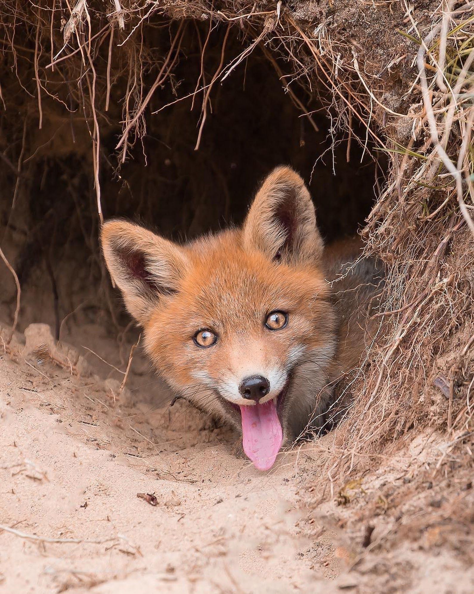 Joyful burrower ^.^ - Fox, Milota, Animals, The photo