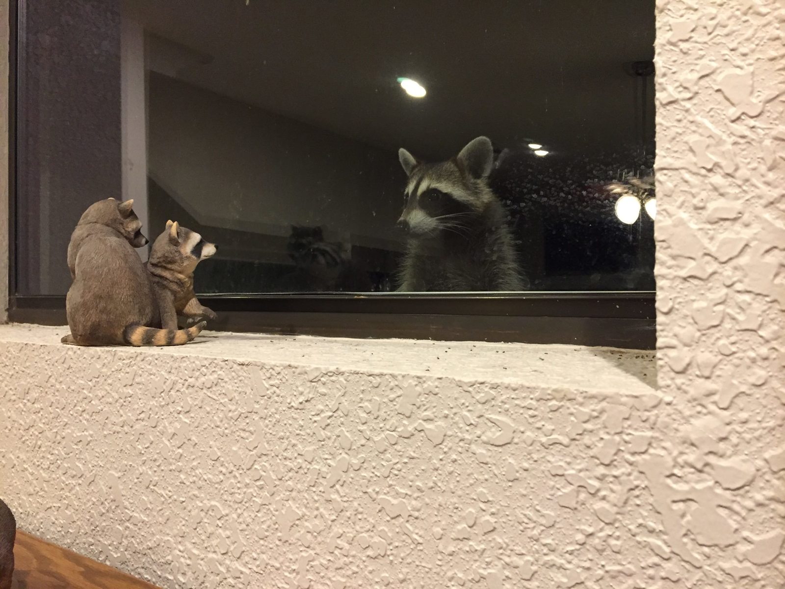 Rescued raccoon comes to visit - The photo, Raccoon, Reddit