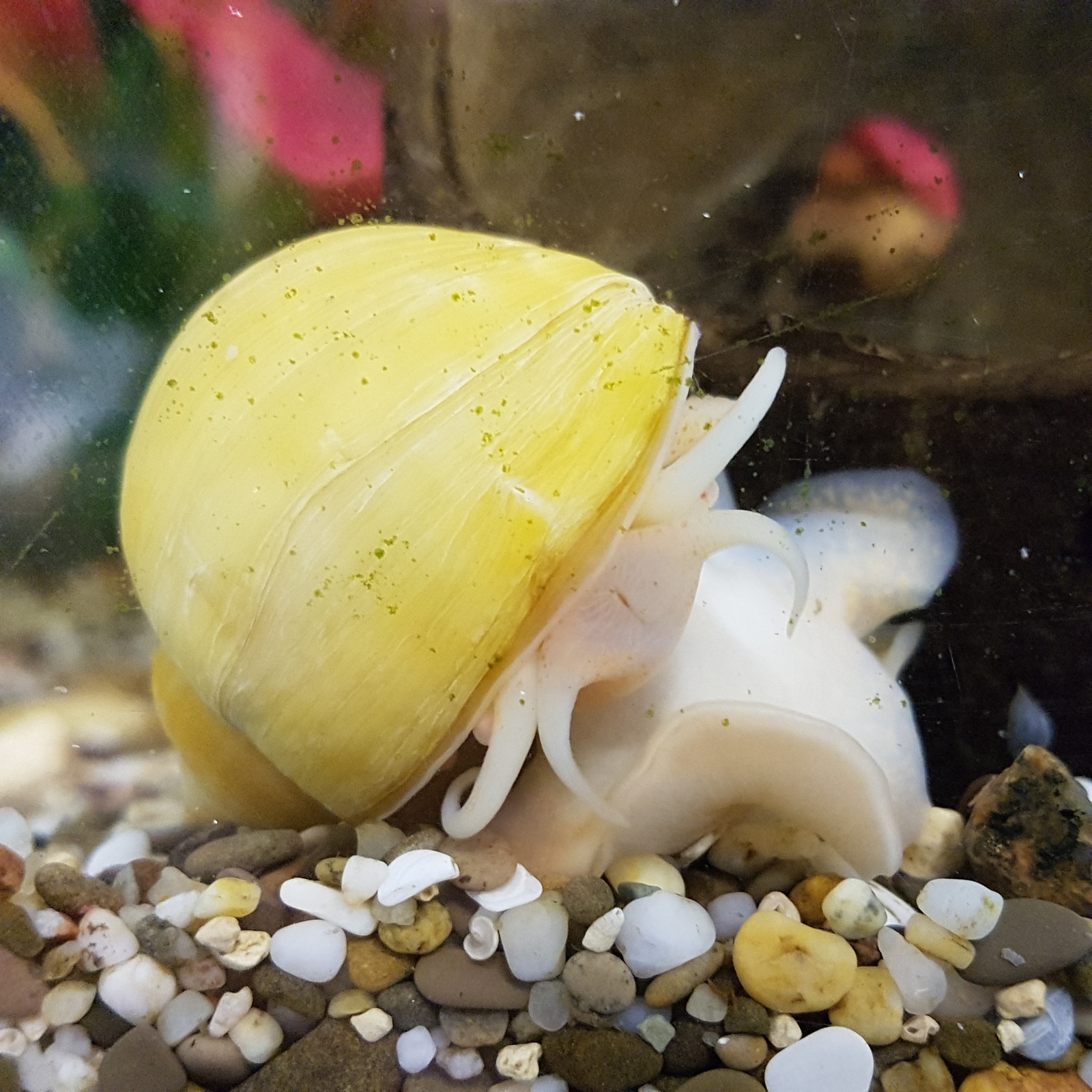 Snail grew up - My, Snail, Ampullaria