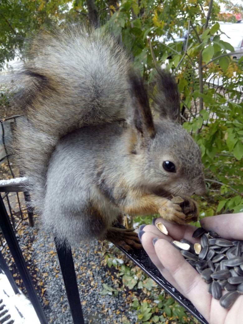 Squirrel - My, Squirrel, Dinner, Longpost