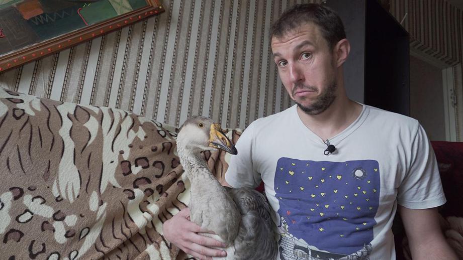 A Belarusian has a goose in his apartment and is filming a series about him. - news, Republic of Belarus, Гусь, Pets, Exotic, Longpost