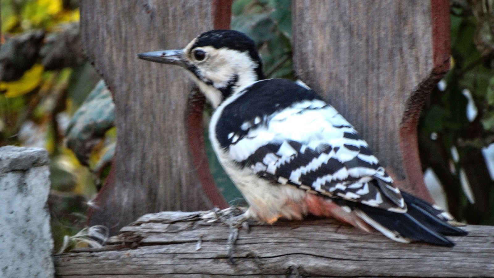 woodpecker - My, Woodpeckers, Ornithology, Birds