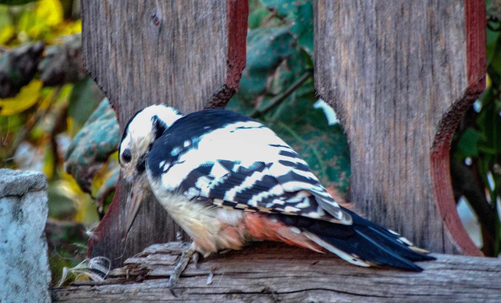 woodpecker - My, Woodpeckers, Ornithology, Birds