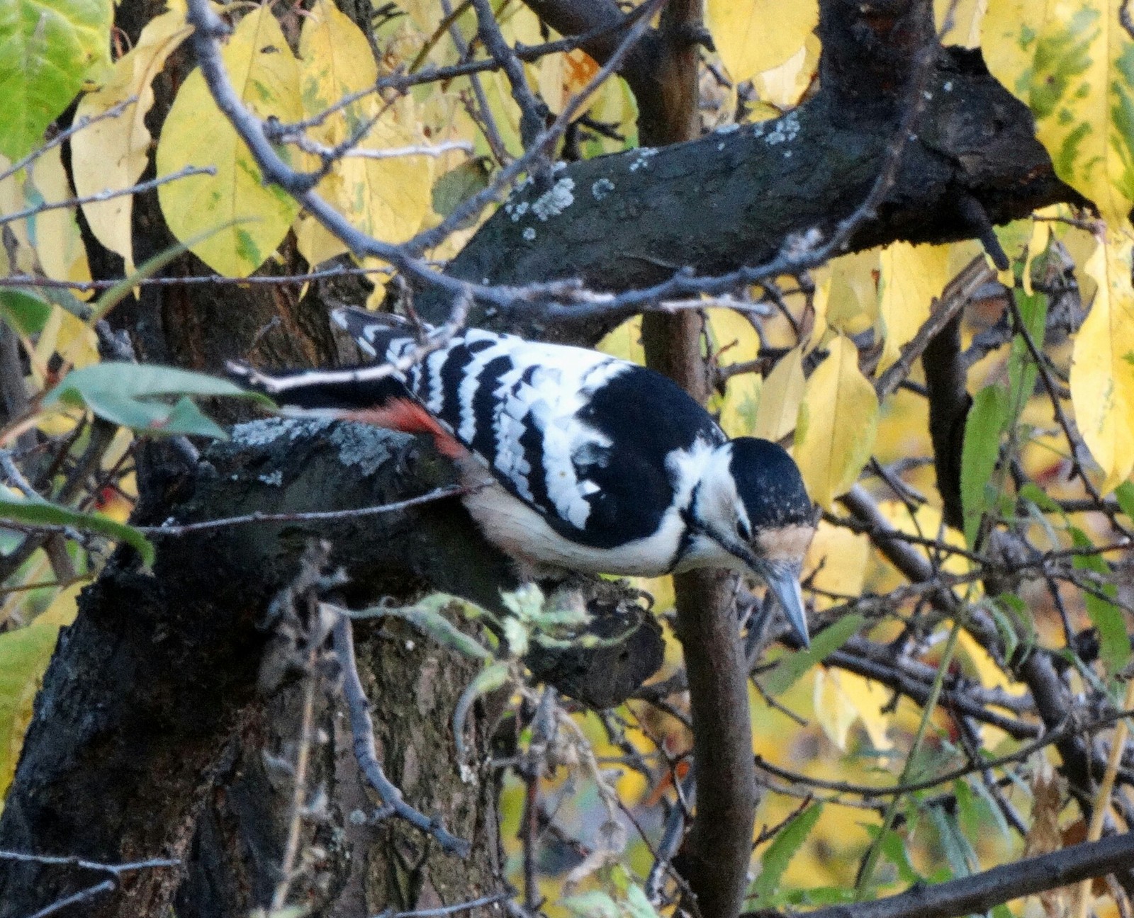 woodpecker - My, Woodpeckers, Ornithology, Birds