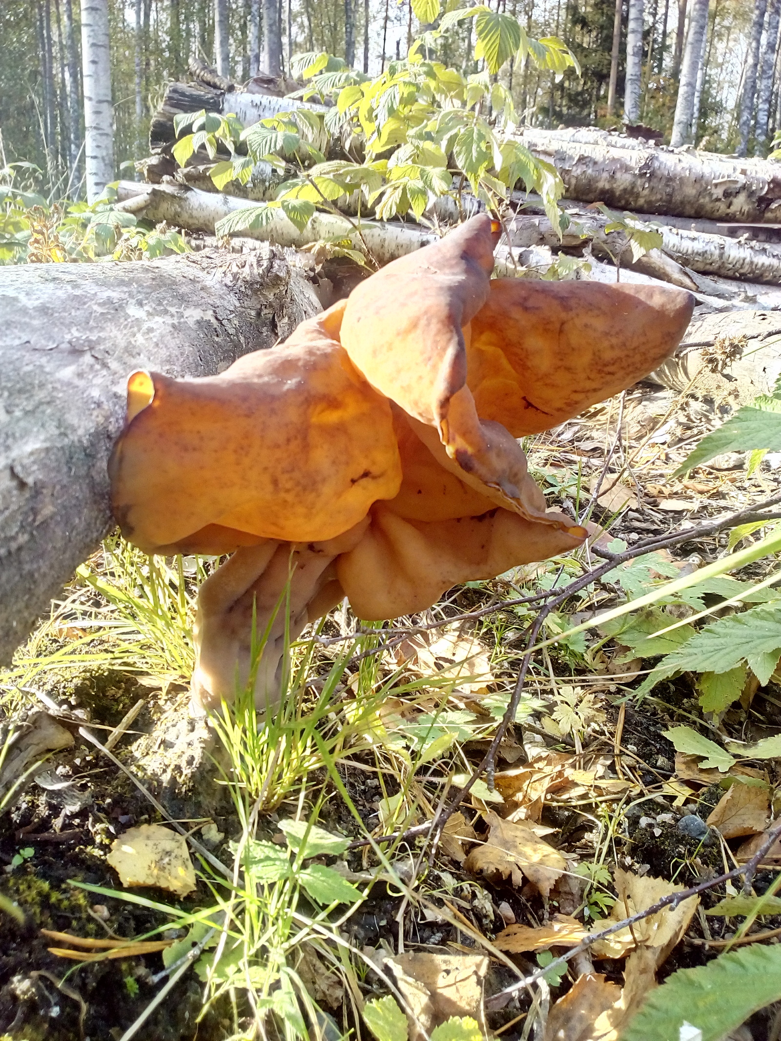 unknown fungus. - My, Mushrooms, Forest, Autumn, Longpost