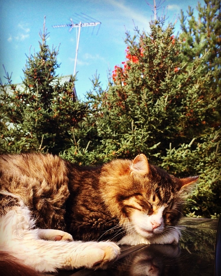 Sleep in the autumn air - My, cat, Catomafia, Autumn, Dream, Siberian cat