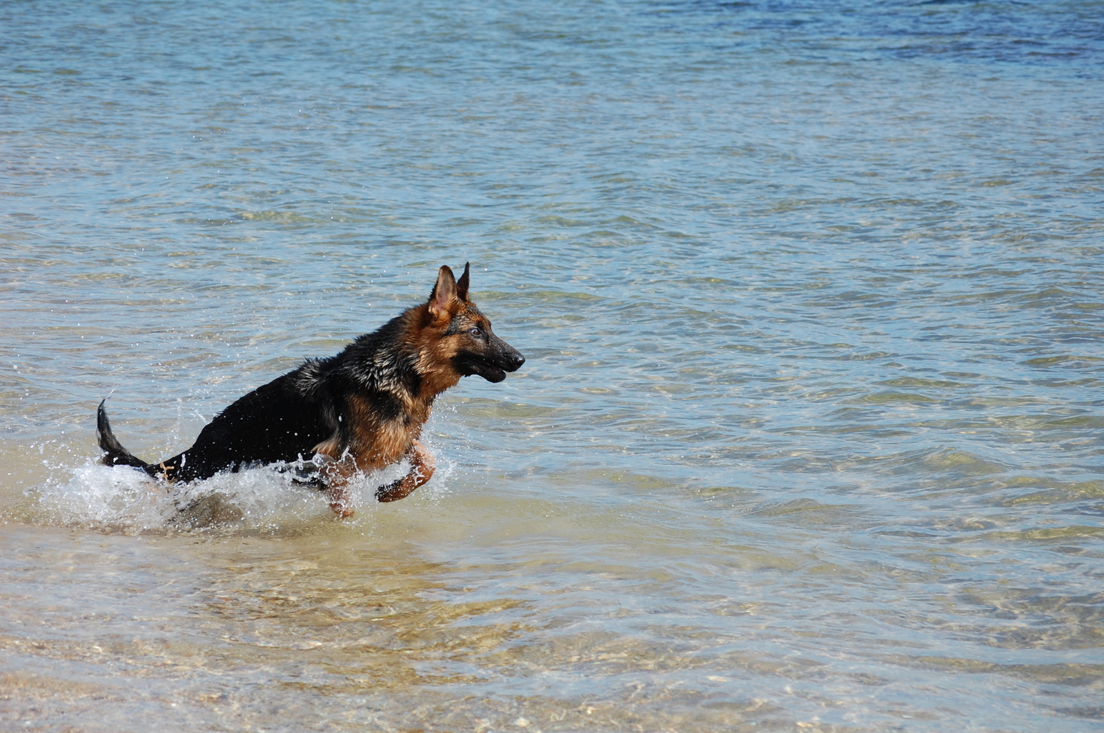 The beach season is coming to an end - My, German Shepherd, Kodo, Beach, Sea, Longpost, Dog