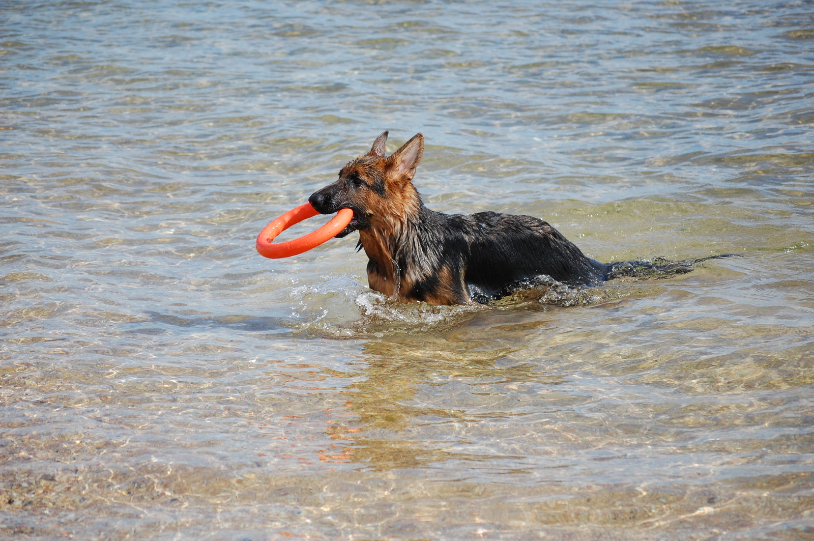 The beach season is coming to an end - My, German Shepherd, Kodo, Beach, Sea, Longpost, Dog