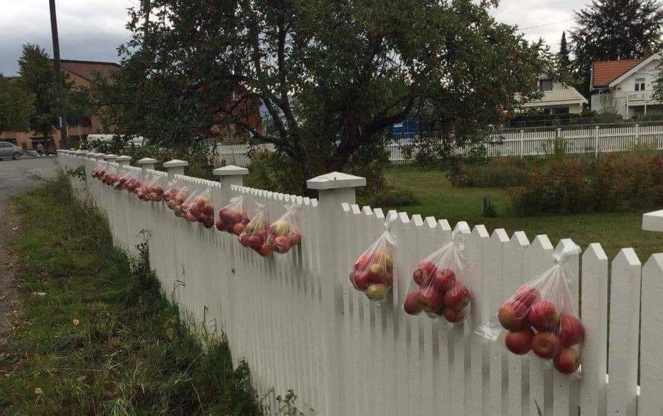 Help yourself! - Apples, Garden, The photo, Reddit