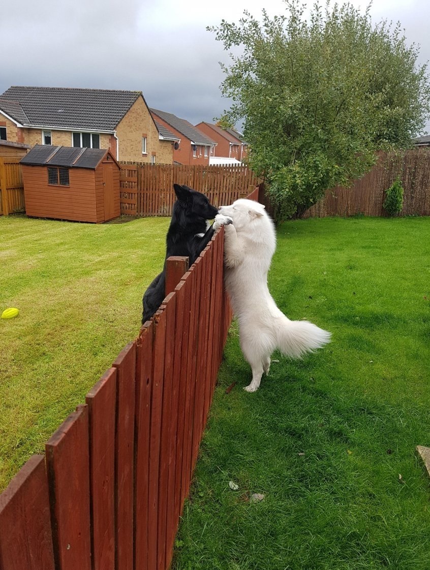 Neighbours - Dog, Neighbours, The photo