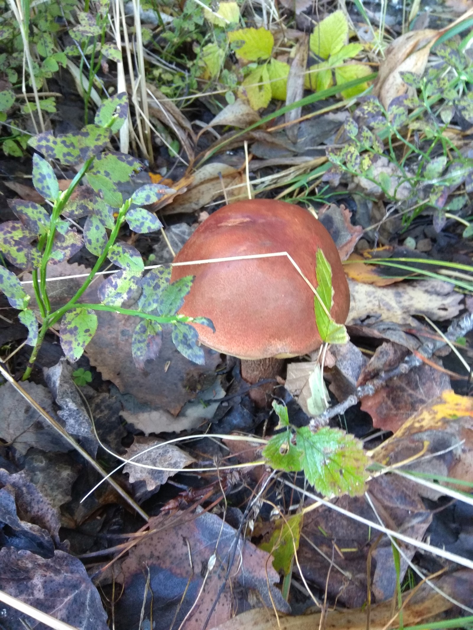 Silent hunt for a ringing treasure) - My, Silent hunt, Mushrooms, Longpost