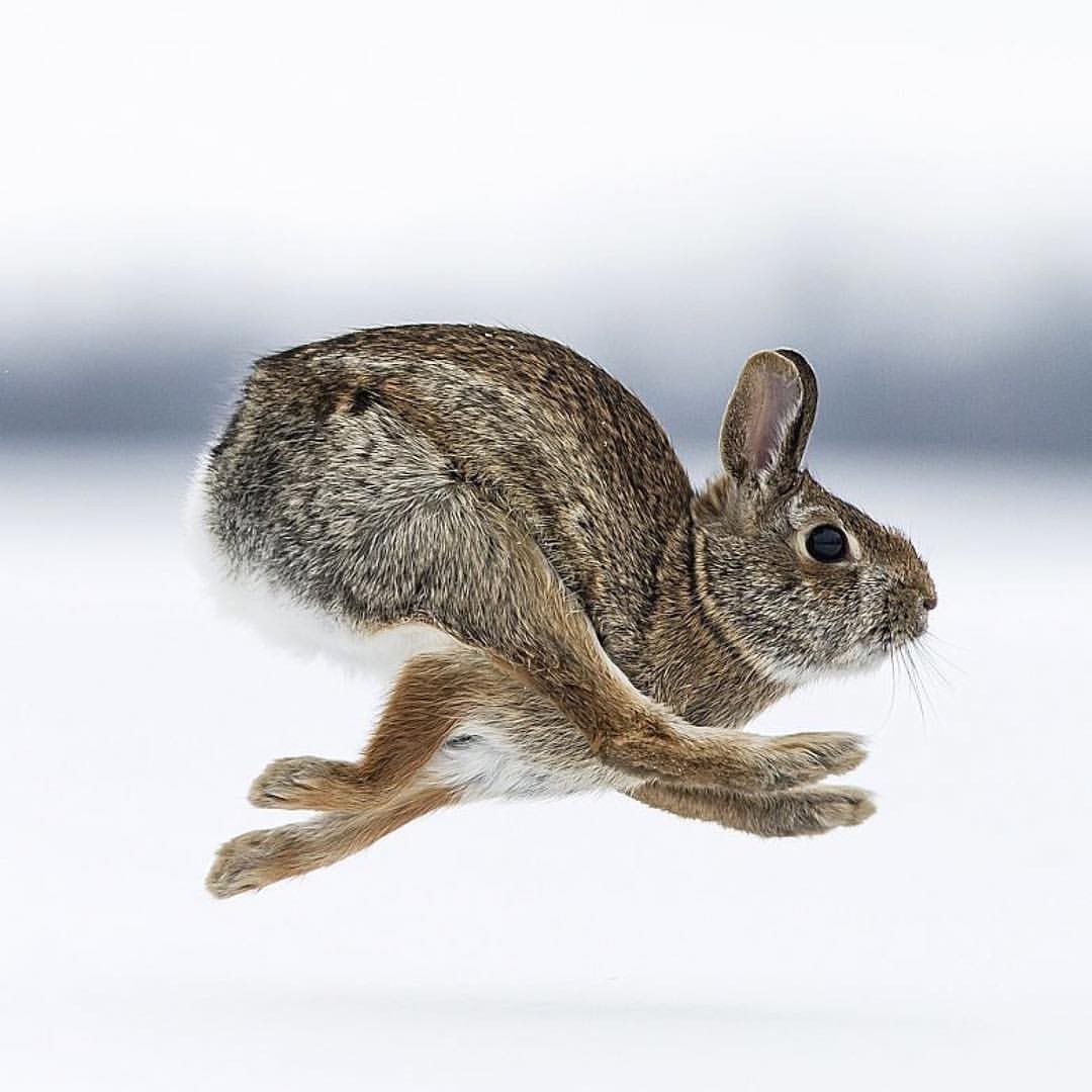 Formed - The photo, Rabbit