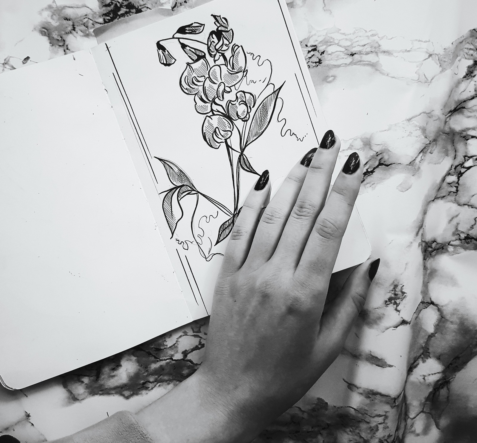 Black & white - My, Flowers, Graphics, Botanical illustration, Sketchbook, Drawing, Longpost