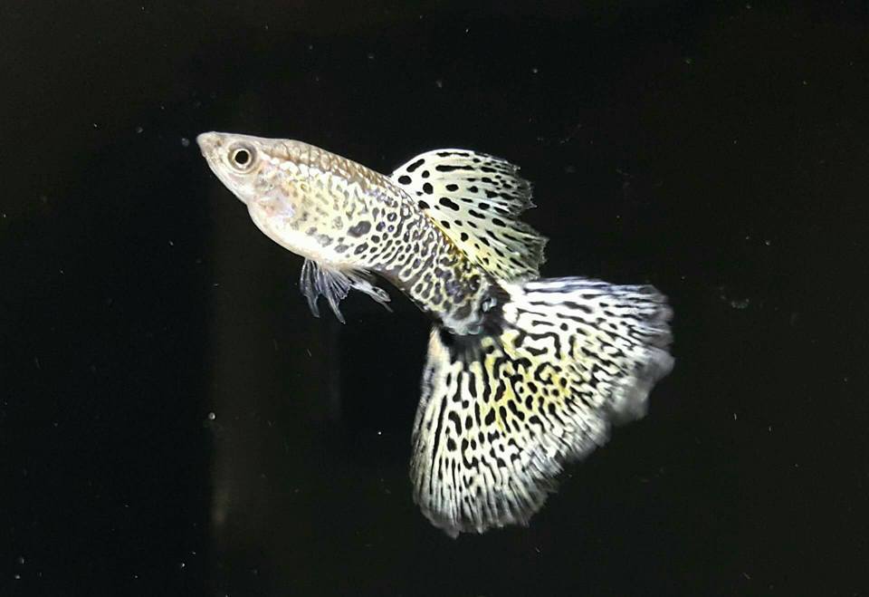 What cool guppies! - Aquarium fish, Guppy, Longpost