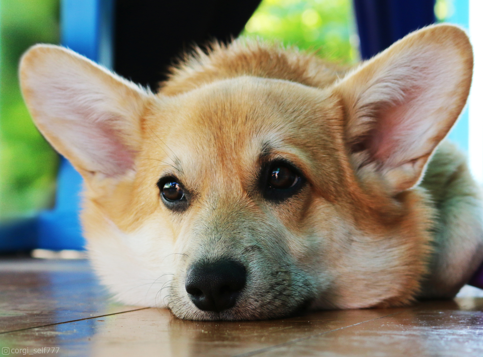 When the summer is over - My, Dog, Corgi, Milota