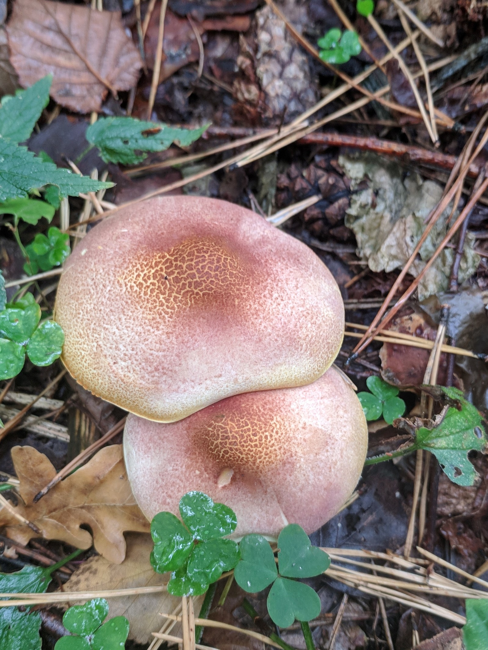 Expert mushroom pickers, recognize me, huh? - My, Help, Mushrooms, Longpost