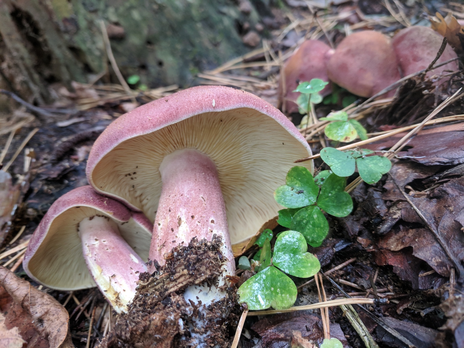 Expert mushroom pickers, recognize me, huh? - My, Help, Mushrooms, Longpost