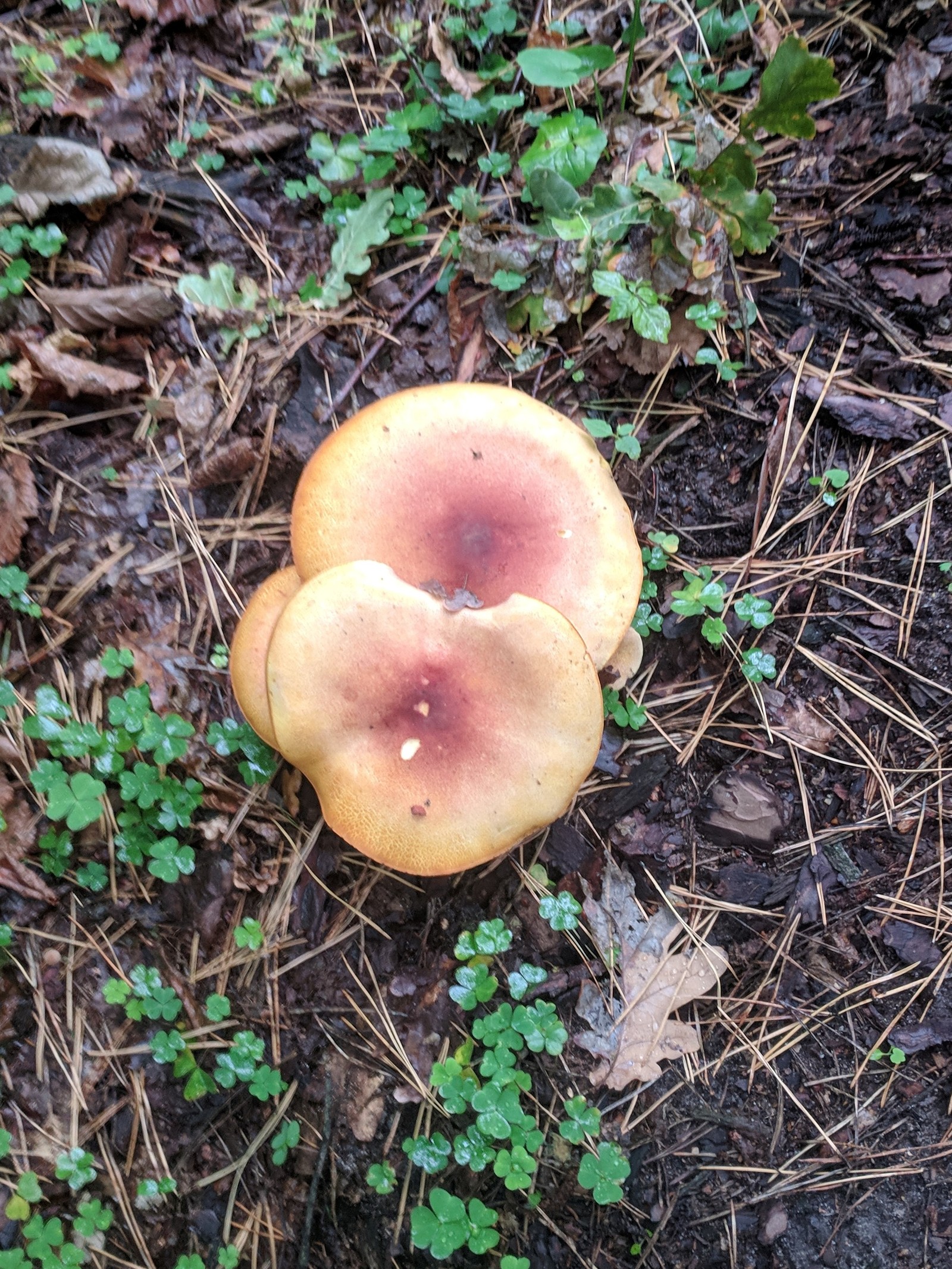 Expert mushroom pickers, recognize me, huh? - My, Help, Mushrooms, Longpost