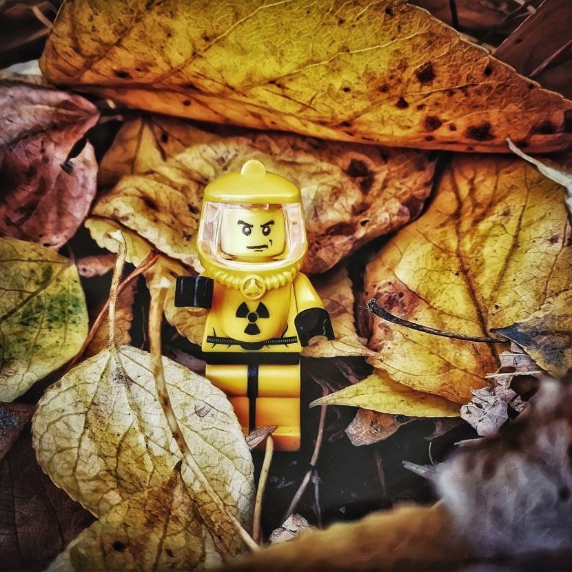 Jonor Honor in autumn leaves. - My, Mobileography, Mobile photography, Snapseed, The photo